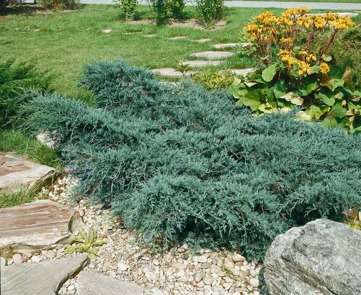 Juniperus virginiana 'Grey Owl', Wacholder, silbergrau, 40–60 cm