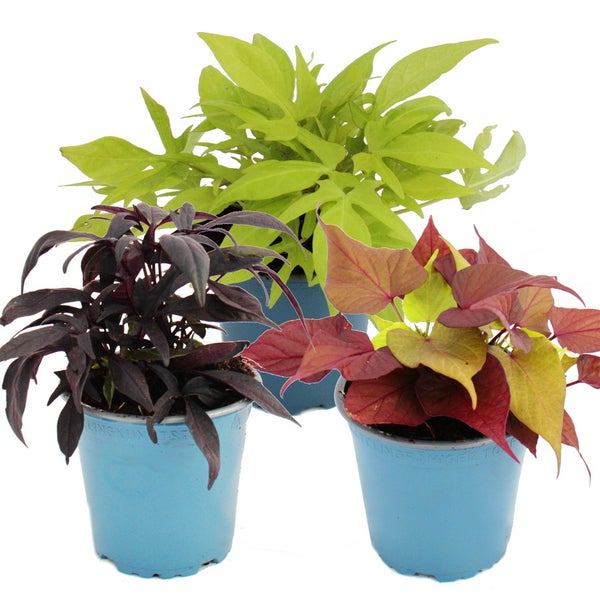 Nahaufnahme eines Teppichs