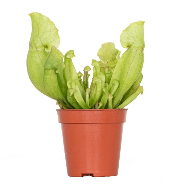 Sarracenia 'Juthatip Soper' – Fleischfressende Pflanze – Pflegeleicht – ⌀6 cm – ↕05-10 cm