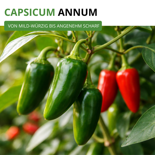 Paprikapflanze Capsicum annuum mit hängenden Früchten in verschiedenen Reifestadien.