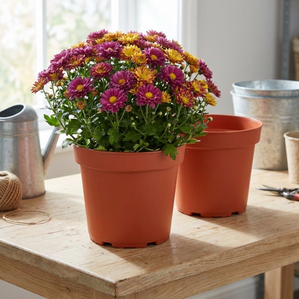 Chrysanthemen in einem Kunststofftopf auf einem Holztisch mit weiterem Pflanzzubehör im Hintergrund