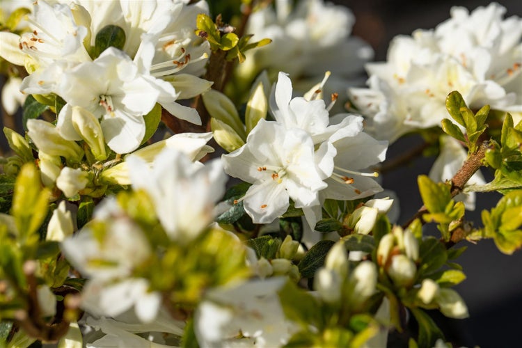 Rhododendron obt. 'Kermesina Alba', weiß, 30–40 cm