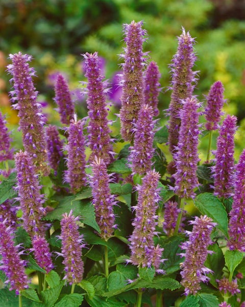 Agastache foeniculum, Anis-Ysop, aromatisch, ca. 9x9 cm Topf