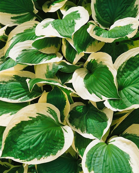 Hosta 'Patriot', Funkie, grün-weiß, ca. 3-5 Liter Container