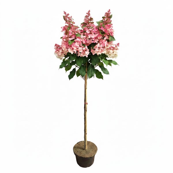 Rispenhortensie als Hochstamm in einem Kunststofftopf mit Stützstab.