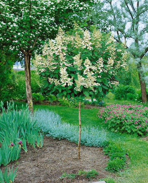 Hydrangea paniculata 'Tardiva', Rispenhortensie, weiß, 40–60 cm