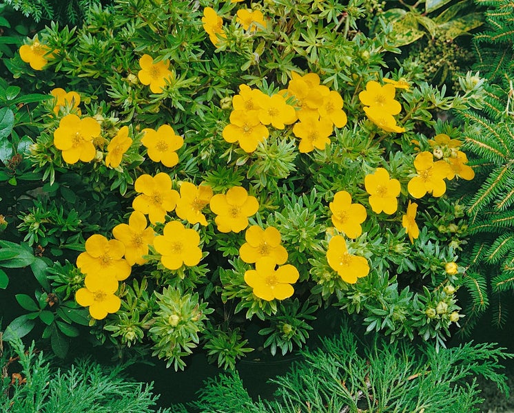 Potentilla 'Goldfinger', Fingerstrauch, gelb, ca. 9x9 cm Topf