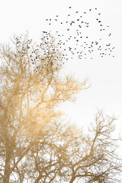 Illustration mit Bäumen und Vogelschwarm