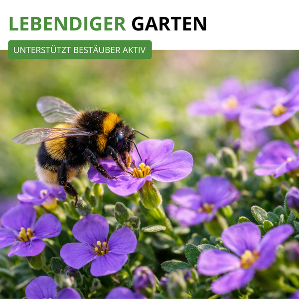 Hummel auf einer Blüte, symbolisiert einen lebendigen Garten und die aktive Unterstützung von Bestäubern.