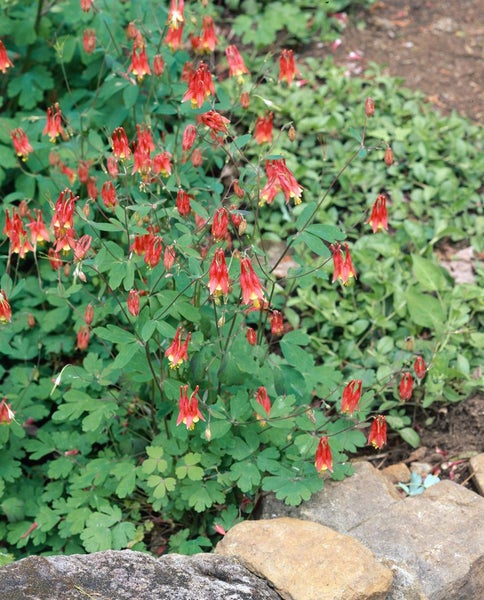 Nahaufnahme einer rot blühenden Akelei im Garten.