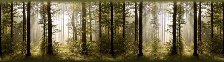 Lichter Wald mit Bäumen und Büschen