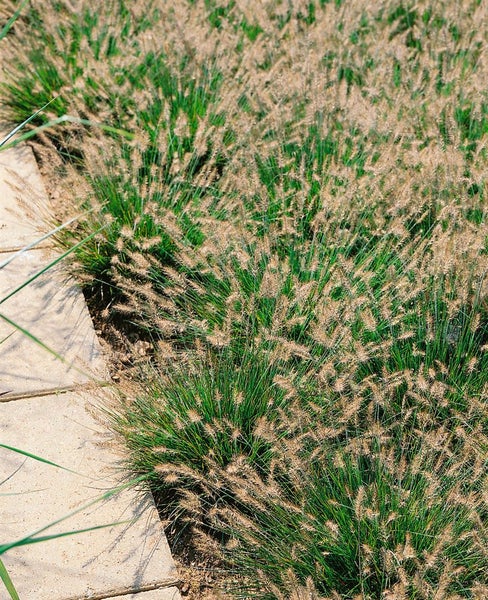 Pennisetum alopecuroides 'Little Bunny', Lampenputzergras, kompakt, 3-5 L Topf