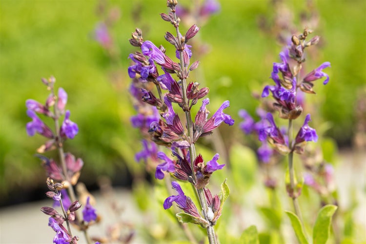 Salvia lavandulifolia, Spanischer Salbei, aromatisch, ca. 9x9 cm Topf