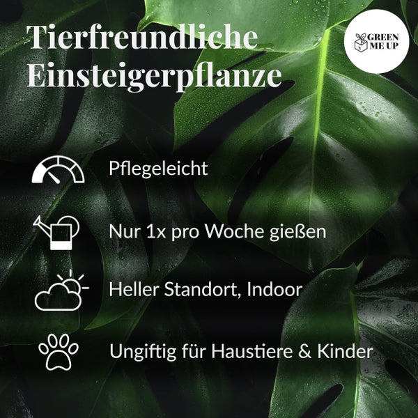 Goldfruchtpalme 110-120 cm Arecapalme Dypsis Lutescens - Echte Pflanze, Große Zimmerpflanze ø 21 cm, Pflegeleicht, Ideal für Wohnzimmer & Büro - mit geflochtenem Seegraskorb