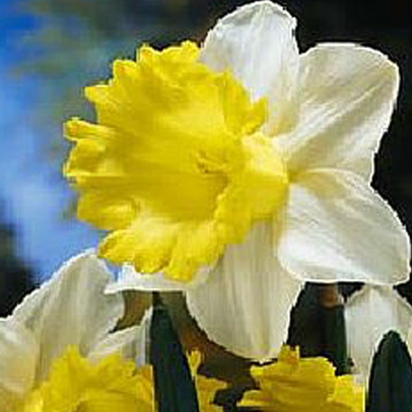 Narzissenblüte im Detail