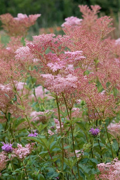 Filipendula rubra 'Venusta', Königin der Prärie, rosa, ca. 11x11 cm Topf