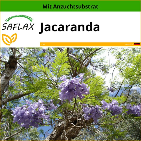 SAFLAX  - Jacaranda - Jacaranda mimosifolia - 50 Samen - Mit keimfreiem Anzuchtsubstrat