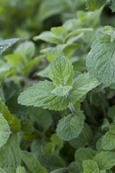 Mentha suaveolens 'Apple Mint', Apfelminze, ca. 9x9 cm Topf