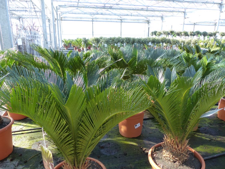 XL Palmfarn 70 - 100 cm Cycas Revoluta Sagopalme Palme, innen + außen