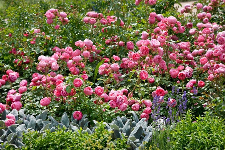 Rosa 'Pomponella', Beetrose, pink, 5-7,5 Liter Container
