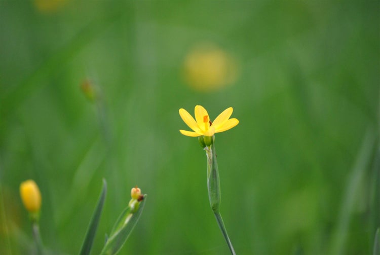 Sisyrinchium californicum, gelbblühend, ca. 9x9 cm Topf