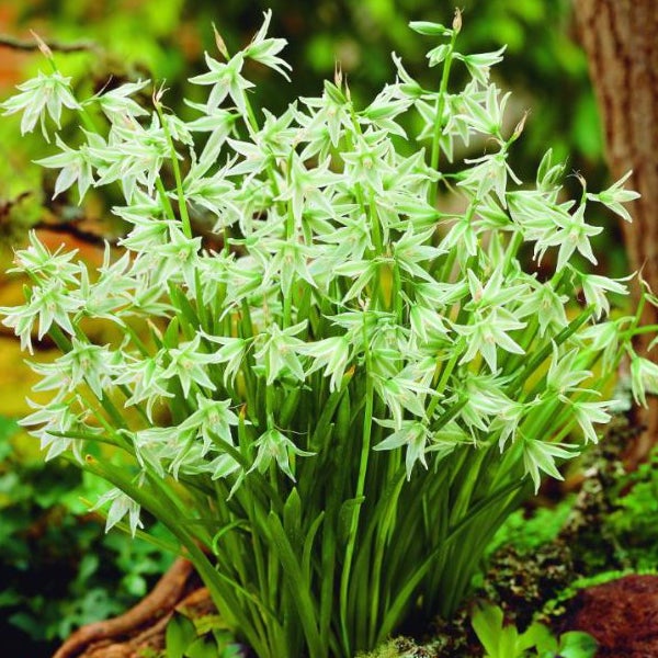 Blütenstand des Zwerg-Milchsterns im Garten