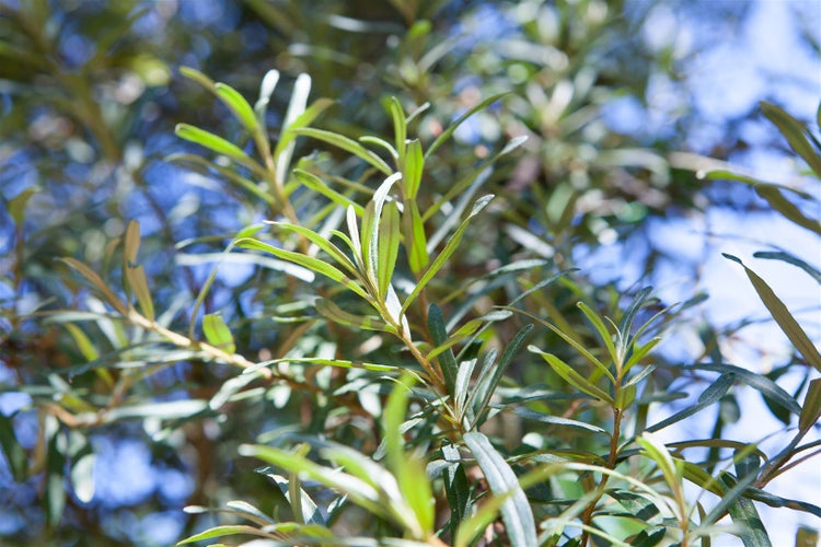 Hippophae rhamnoides 'Hergo', Sanddorn, 40–60 cm, vitaminreich