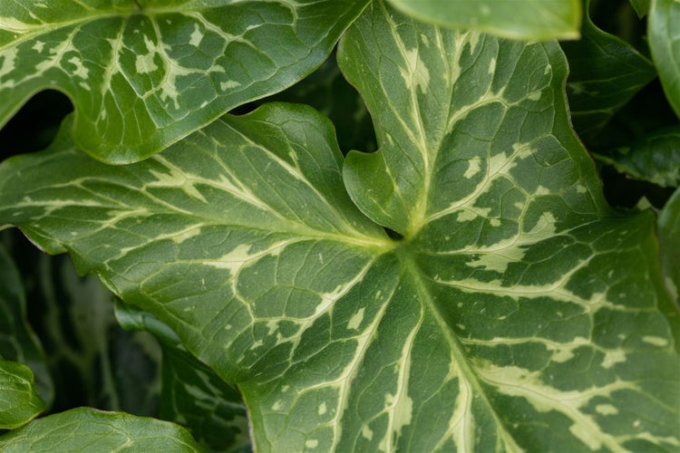 Arum italicum 'Pictum', Italienischer Aronstab, ca. 9x9 cm Topf