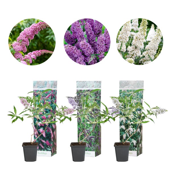 3x WL Buddleja Davidii Mix - ROSA, BLAU, WEISS P9H40