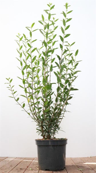 Ligustrum vulgare 'Atrovirens', Gewöhnlicher Liguster, immergrün, 100–125 cm