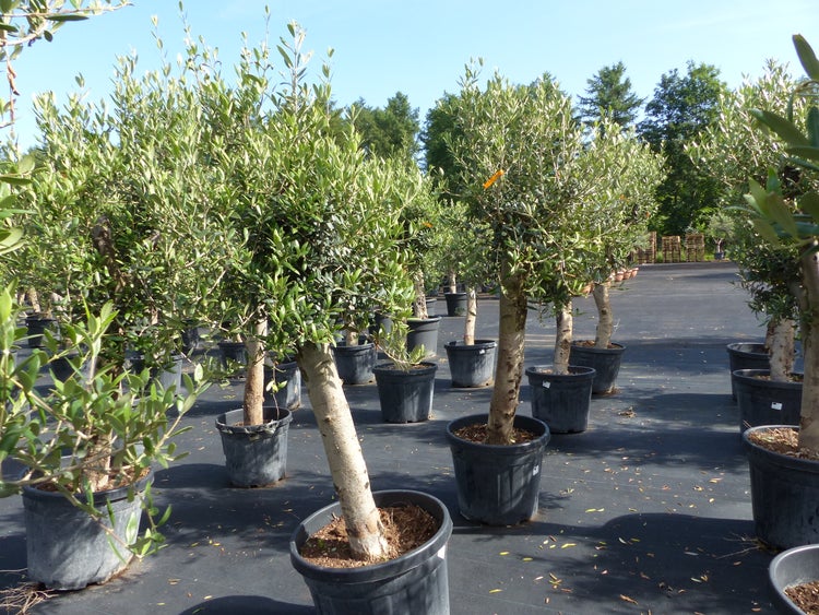 Olivenbaum Olive Angebot 150 - 180 cm, beste Qualität, winterhart, Olea Europaea