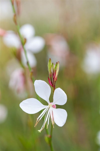 Gaura lindheimeri 'Gambit White', Prachtkerze, weiß, 2-3 Liter Container