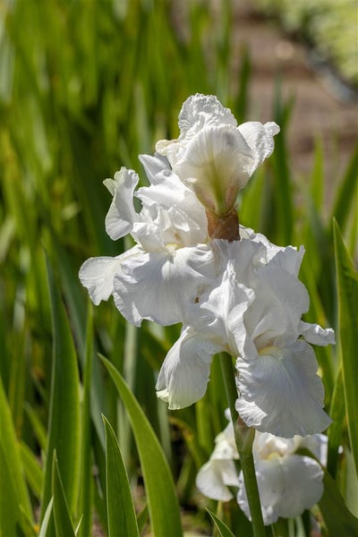 Iris x barb.-elat. 'Cliffs of Dover', weiß, ca. 11x11 cm Topf
