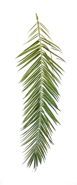 Künstlicher Phönix Palmwedel MARFIK, 15 Stück, 150-180cm - Künstliche Palmenblätter