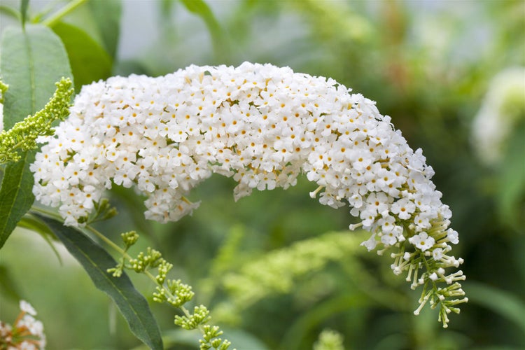 Buddleja 'White Bouquet', Schmetterlingsflieder, weiß, 80–100 cm