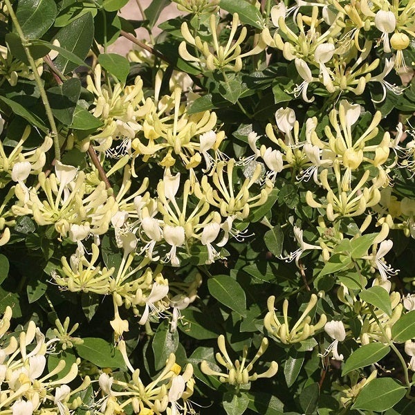 Im Bild ist eine Heckenkirsche mit Blüten zu sehen.