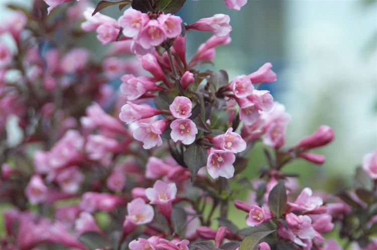 Nahaufnahme von blühenden, rosa Abelien