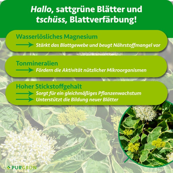 Purgrün Hartriegel Dünger 1 Kilogramm mit Magnesium und Tonmineralien für bis zu 10 Pflanzen, hergestellt in Deutschland.