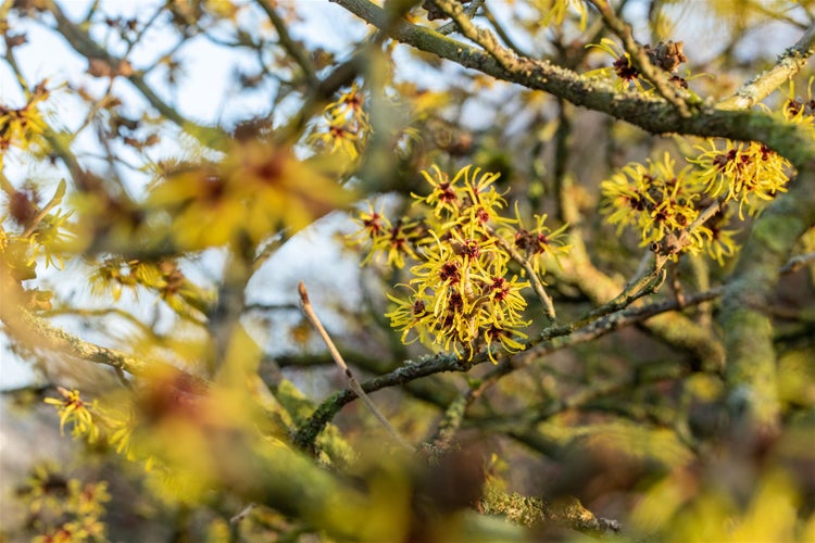 Hamamelis intermedia 'Westerstede', Zaubernuss, gelb, 60–80 cm