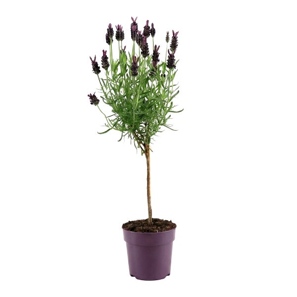 Schopflavendel Lavandula stoechas als Stämmchen mit lila Blüten im lila Topf.