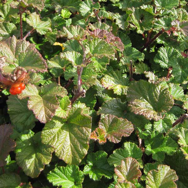 Nahaufnahme einer Moltebeere Pflanze mit Blättern und Beeren