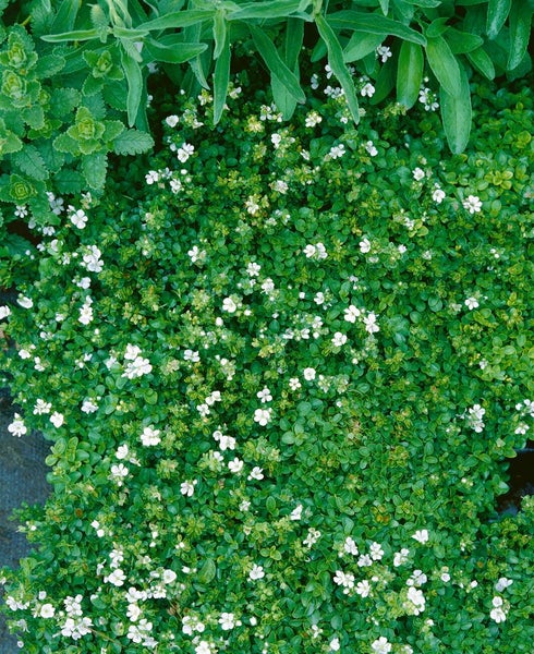Veronica repens, Teppich-Ehrenpreis, grün, ca. 9x9 cm Topf
