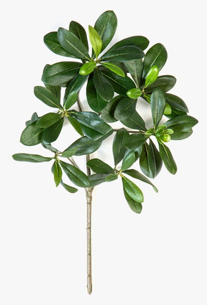 Künstlicher Pittosporum-Zweig mit grünen Blättern.