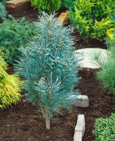 Pinus sylvestris 'Fastigiata', Säulenkiefer, 60–80 cm
