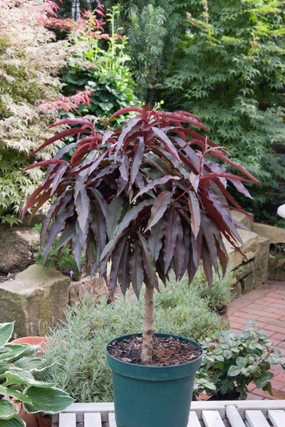 Prunus persica 'Zwergpfirsich', kompakt, 60 cm