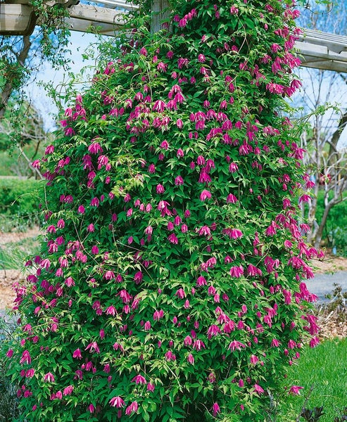 Clematis alpina, Alpen-Waldrebe, blau, 40–60 cm