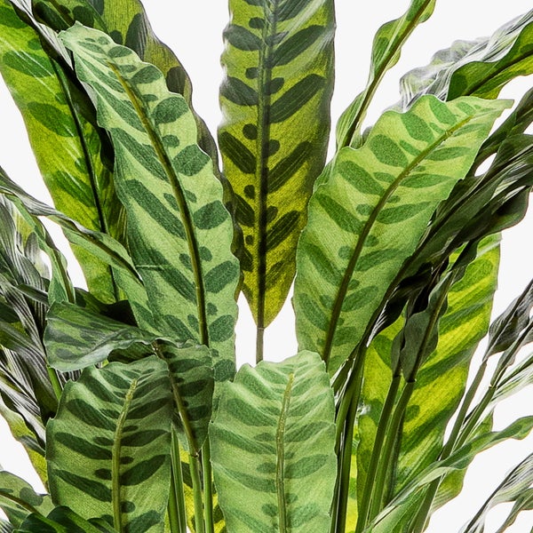 Nahaufnahme einer Calathea lancifolia Korbmarante mit charakteristischen länglichen, gewellten Blättern und dunkelgrünem Fleckenmuster.