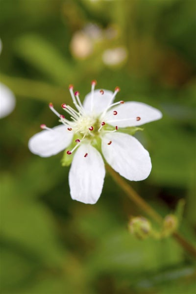 Potentilla tridentata 'Nuuk', Fingerkraut, ca. 9x9 cm Topf