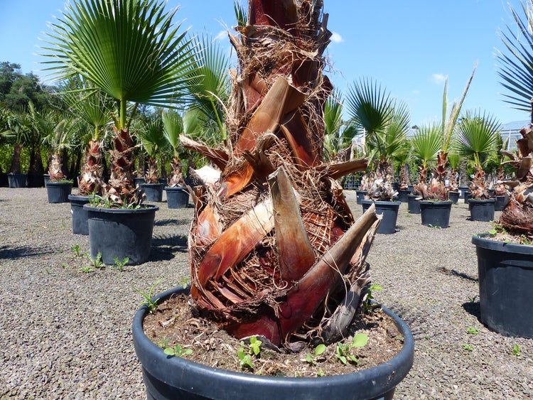 Washingtonia robusta Palmen in schwarzen Kunststofftöpfen in einer Baumschule, Fokus auf den faserigen Stamm im Vordergrund.