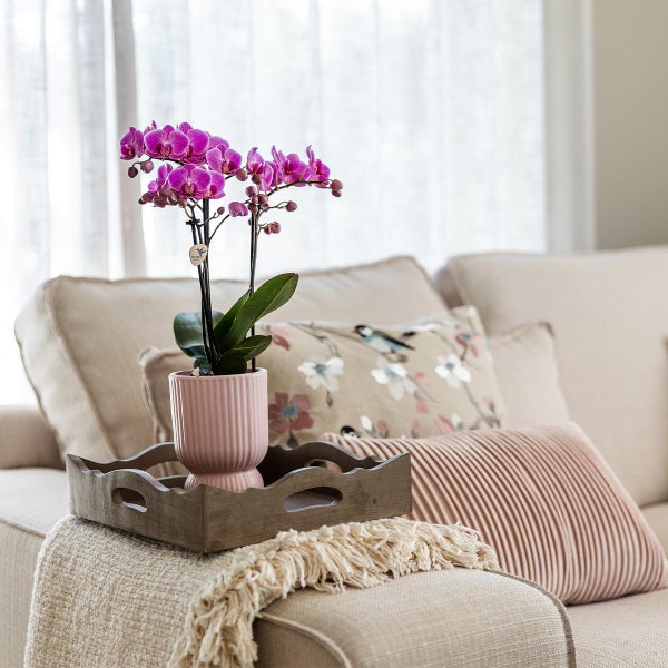 Kolibri Orchids rosa lila Phalaenopsis Orchidee El Salvador + Diabolo pink Topfgröße 9cm blühende Zimmerpflanze frisch vom Züchter